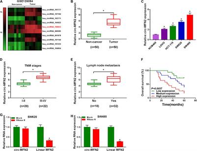 Circ-MFN2 Positively Regulates the Proliferation, Metastasis, and Radioresistance of Colorectal Cancer by Regulating the miR-574-3p/IGF1R Signaling Axis